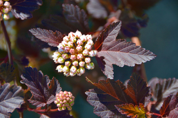 风箱果花朵,原创拍摄|风箱|花朵|原创_新浪新闻