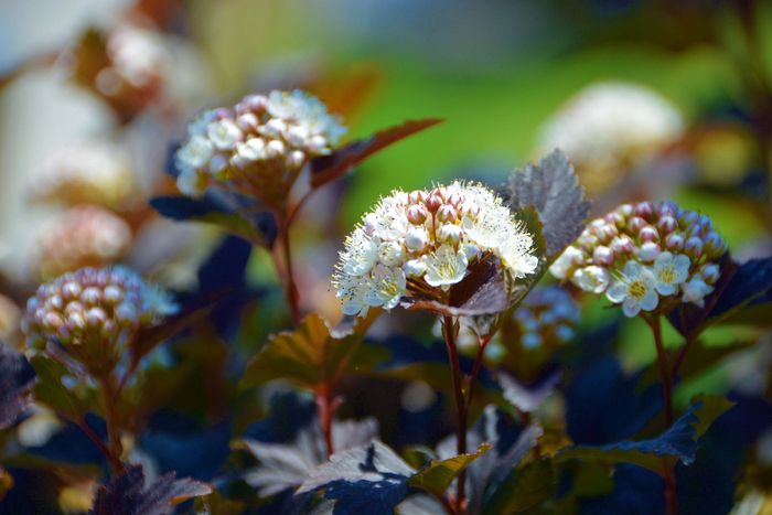 风箱果花朵,原创拍摄|风箱|花朵|原创_新浪新闻