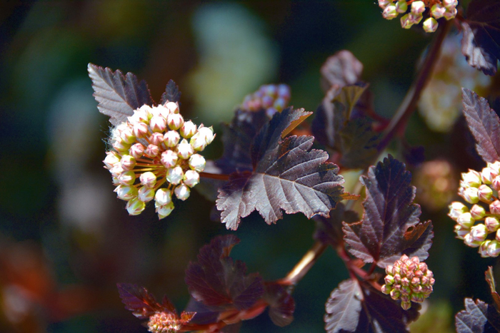 风箱果花朵,原创拍摄|风箱|花朵|原创_新浪新闻