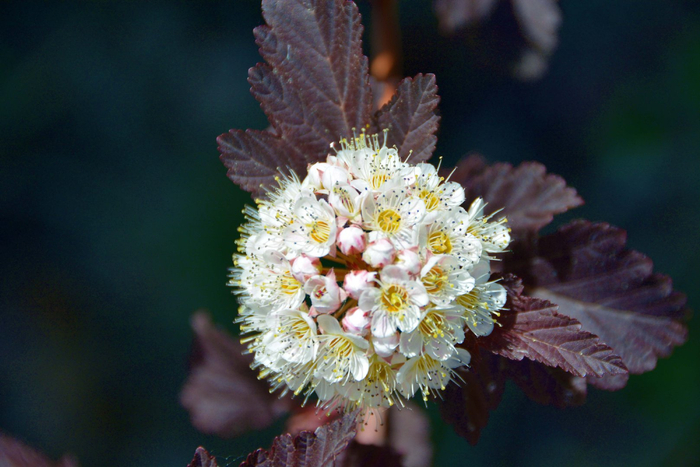 风箱果花朵,原创拍摄|风箱|花朵|原创_新浪新闻
