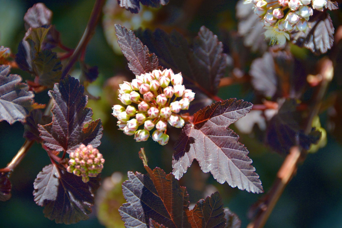 风箱果花朵,原创拍摄|风箱|花朵|原创_新浪新闻
