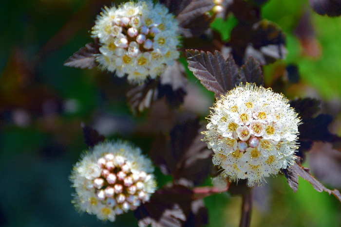 风箱果花朵,原创拍摄|风箱|花朵|原创_新浪新闻