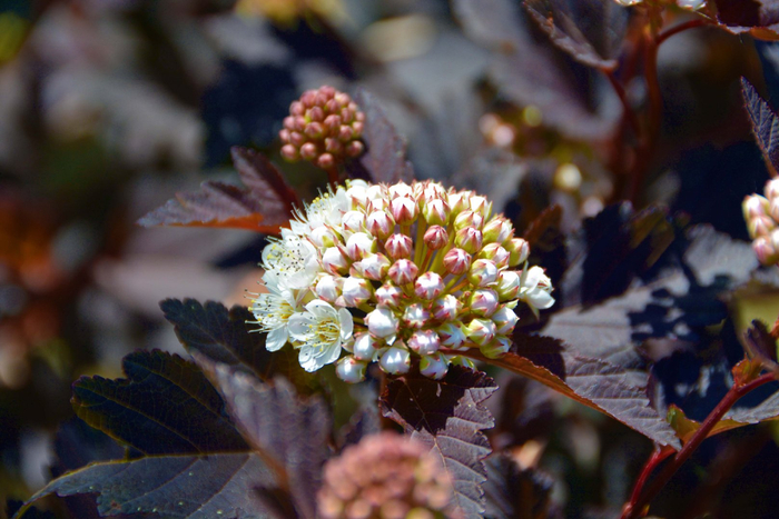 风箱果花朵,原创拍摄|风箱|花朵|原创_新浪新闻