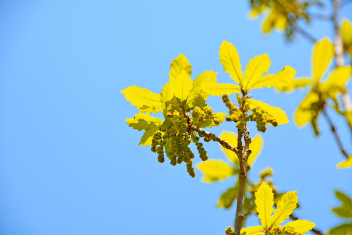 蒙古栎花穗,原创拍摄|蒙古栎|原创|拍摄_新浪新闻
