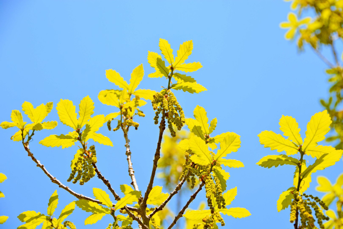 蒙古栎花穗,原创拍摄|蒙古栎|原创|拍摄_新浪新闻