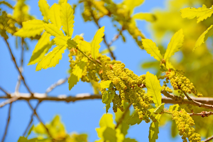 蒙古栎花穗,原创拍摄|蒙古栎|原创|拍摄_新浪新闻
