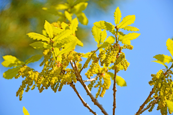 蒙古栎花穗,原创拍摄|蒙古栎|原创|拍摄_新浪新闻