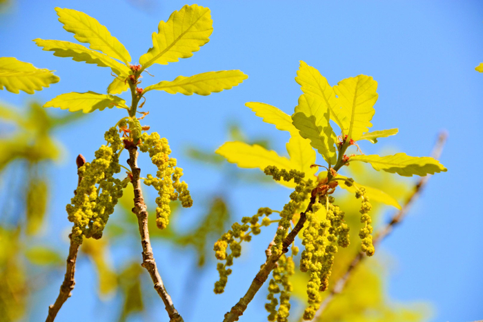 蒙古栎花穗,原创拍摄|蒙古栎|原创|拍摄_新浪新闻