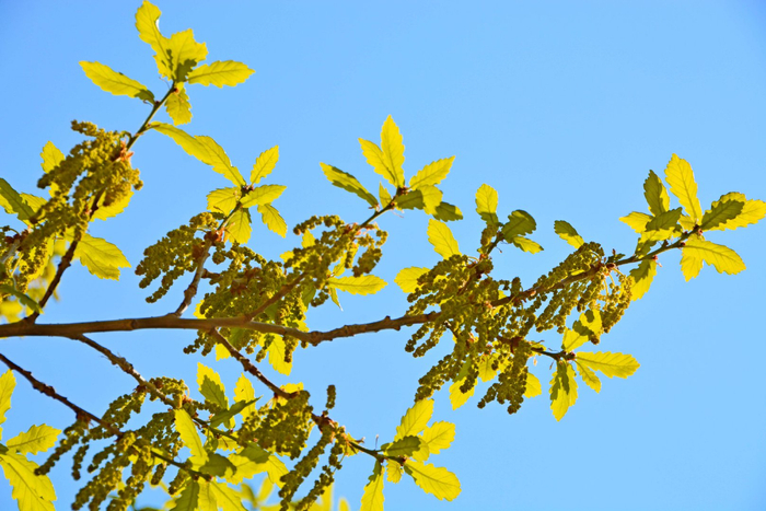 蒙古栎花穗,原创拍摄|蒙古栎|原创|拍摄_新浪新闻