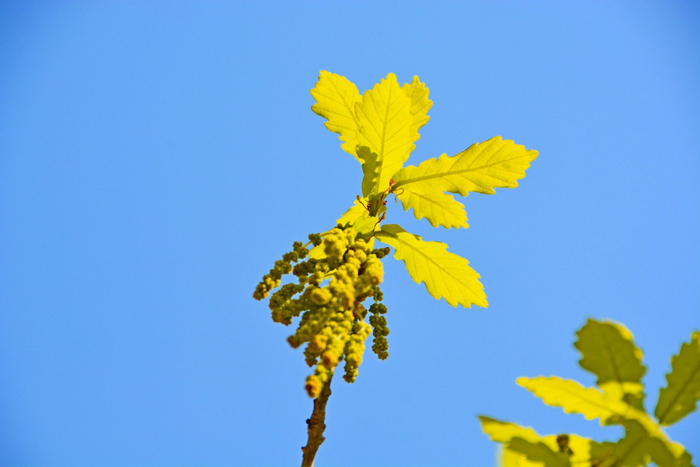 蒙古栎花穗,原创拍摄|蒙古栎|原创|拍摄_新浪新闻