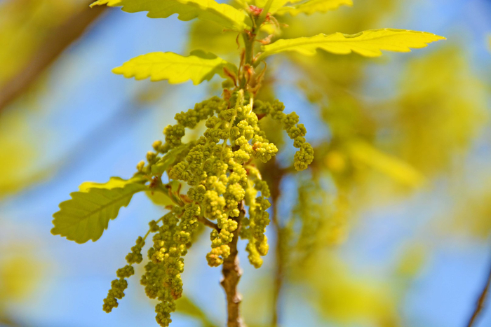 蒙古栎花穗,原创拍摄|蒙古栎|原创|拍摄_新浪新闻