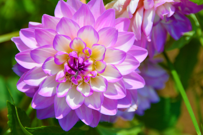 各种各样的大丽花,原创拍摄