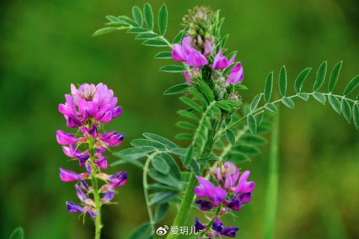 达呼里黄芪图片