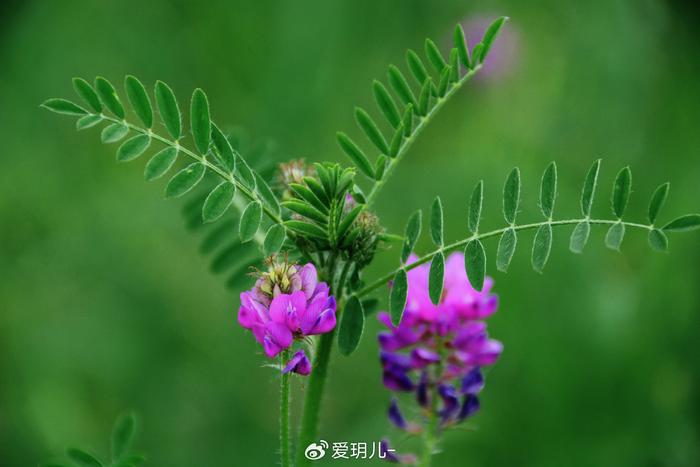 达呼里黄芪图片