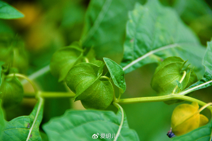 野酸浆花和果实,原创拍摄