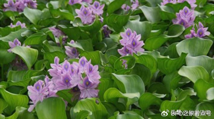 强大之下藏有致命弱点|水葫芦|水域|象甲_新浪新闻