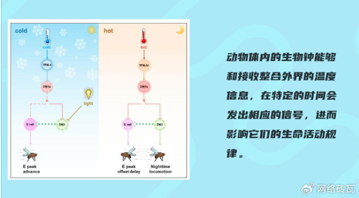 “钟”塌了……人的生物钟竟然不是24小时?__财经头条__新浪财经