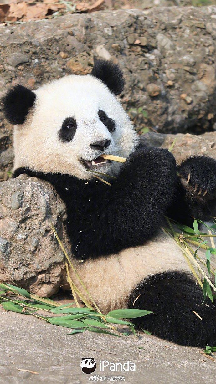 小种大熊猫 手机壁纸图片