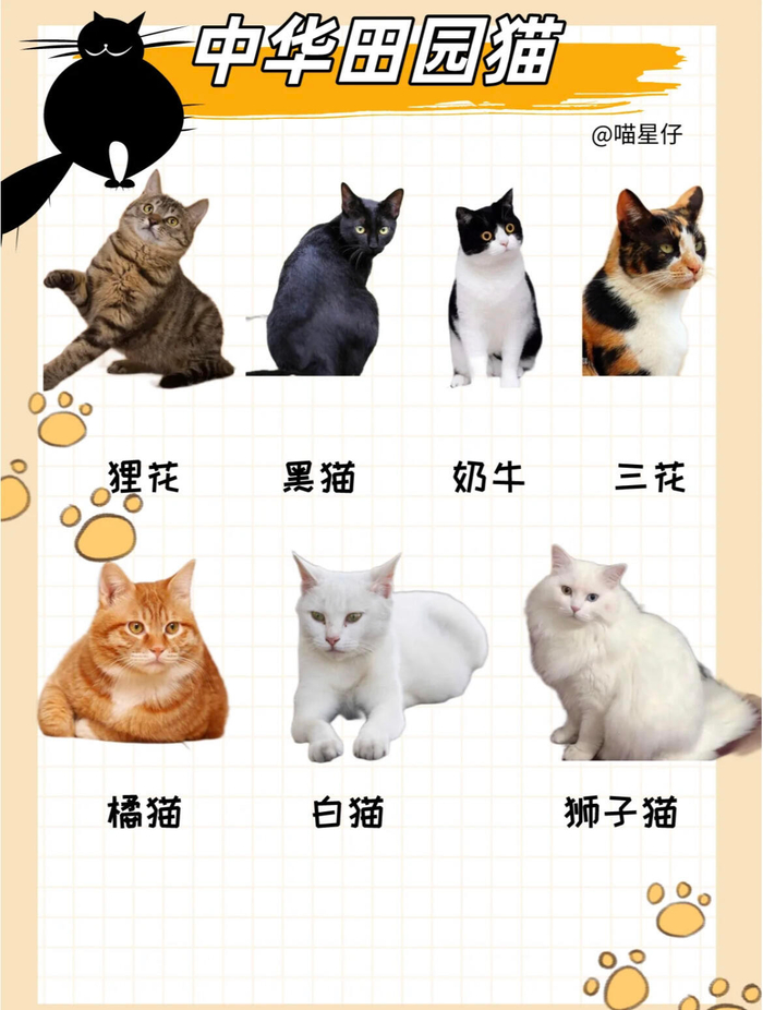 古人养猫秘史 宠物文化起源探究