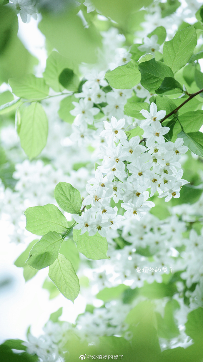 (图/@爱植物的梨子 ) 67四月主色调·绿白壁纸.