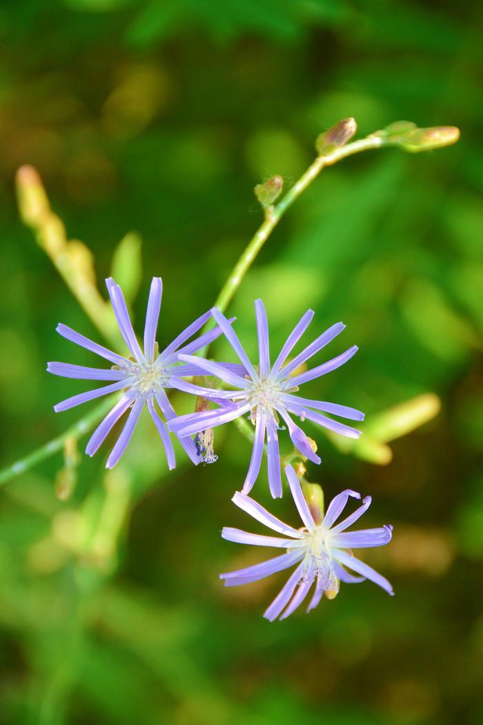 苦麻菜开花的图片图片