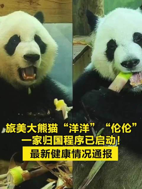 旅美大熊猫"洋洋""伦伦"一家归国程序已启动