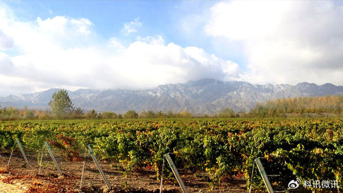 北纬38度的浪漫——"宁夏葡萄酒现象"启示录|宁夏|葡萄酒|贺兰_新浪