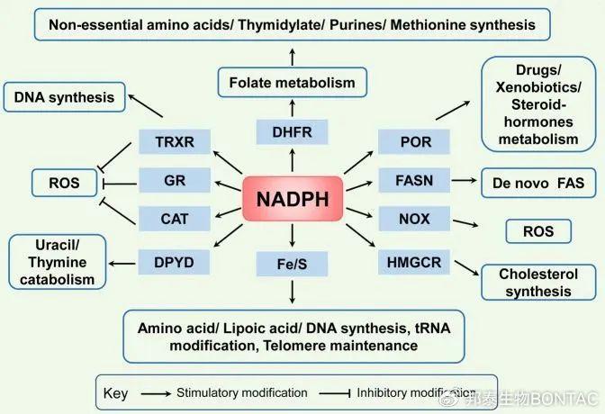 nad(h) 和 nadp(h) 都是用於轉移和保留還原電位的輔助因子.