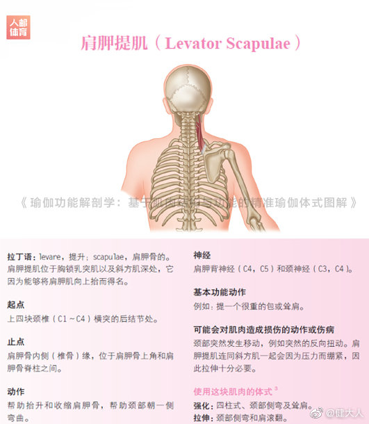 肩胛带是一个相对独立部位,可以使肩关节大幅度活动