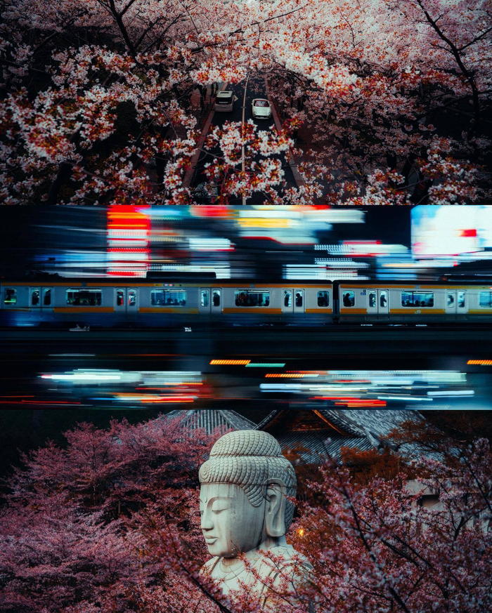 樱花盛开的春天摄影师luke