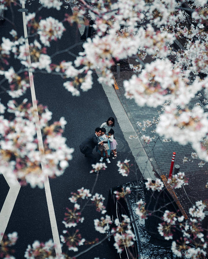 樱花盛开的春天摄影师luke