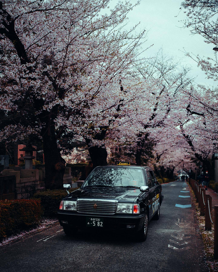 樱花盛开的春天摄影师luke