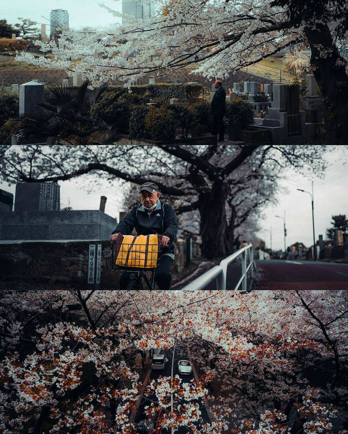 樱花盛开的春天摄影师luke