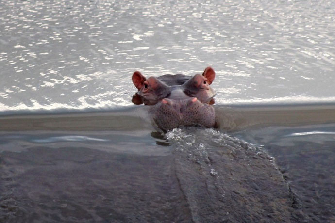 外国网友在南非拍到的一幕一头河马只露着脑袋