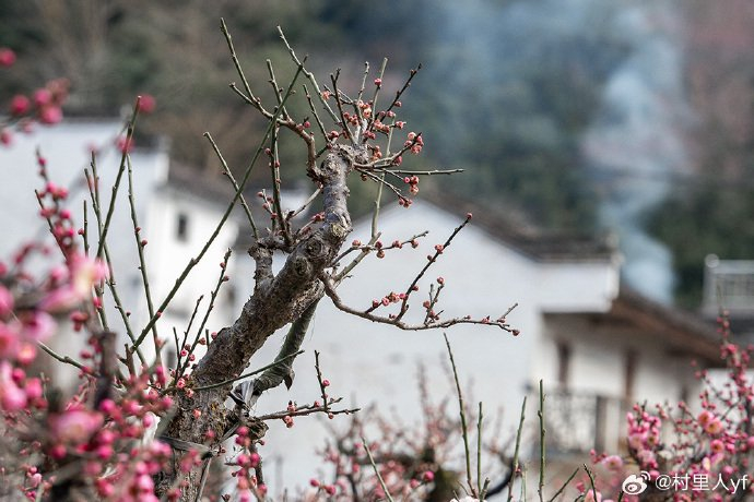 徽州开满梅花的山村,歙县卖花渔村