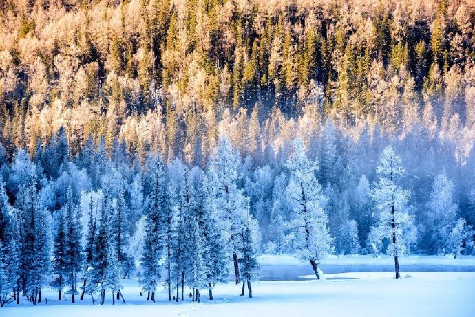雪后的喀纳斯,银装素裹,美的恰到好处