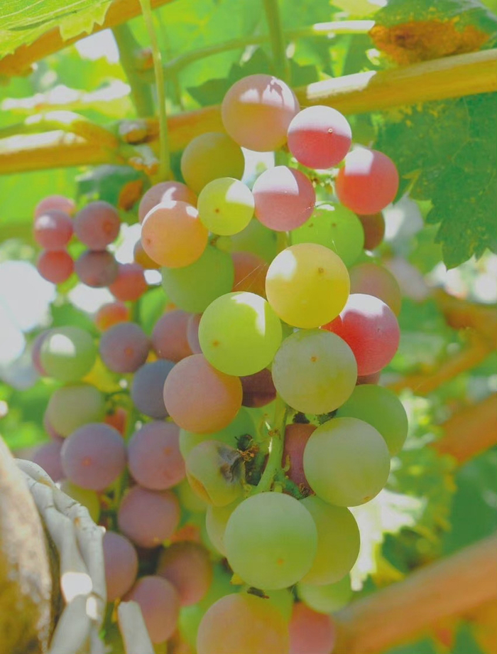 当我的紫葡萄化为深秋的露水当我的鲜花依偎在别人的情怀