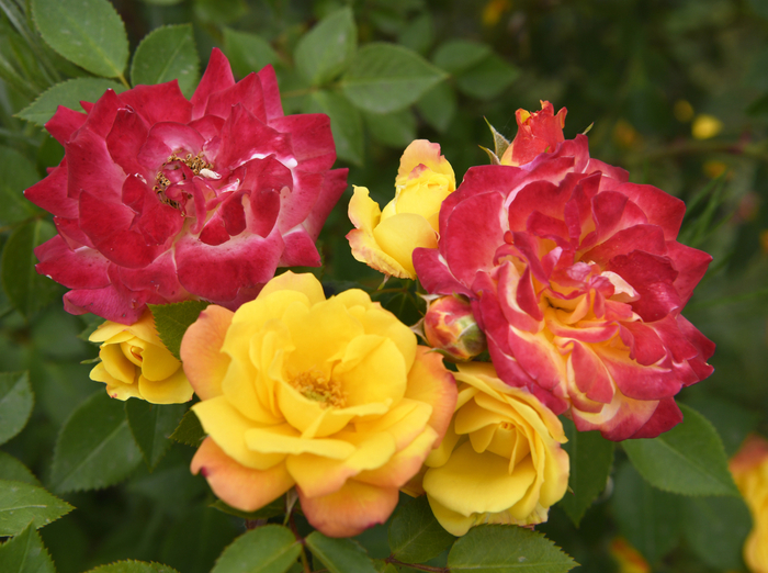 枣庄变色龙月季花绚烂绽放