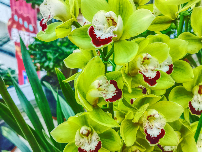 绿色花朵大花蕙兰原创拍摄