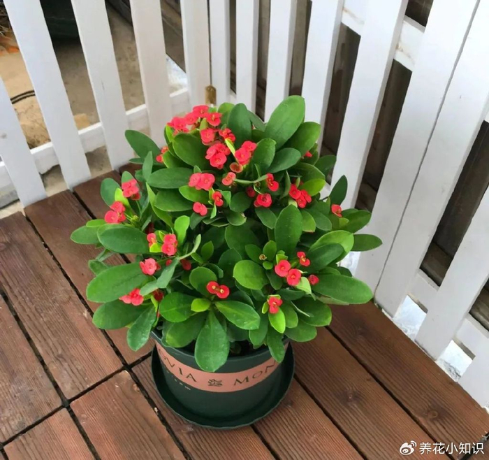 虎刺梅黄叶一招搞定这些养护技巧需掌握