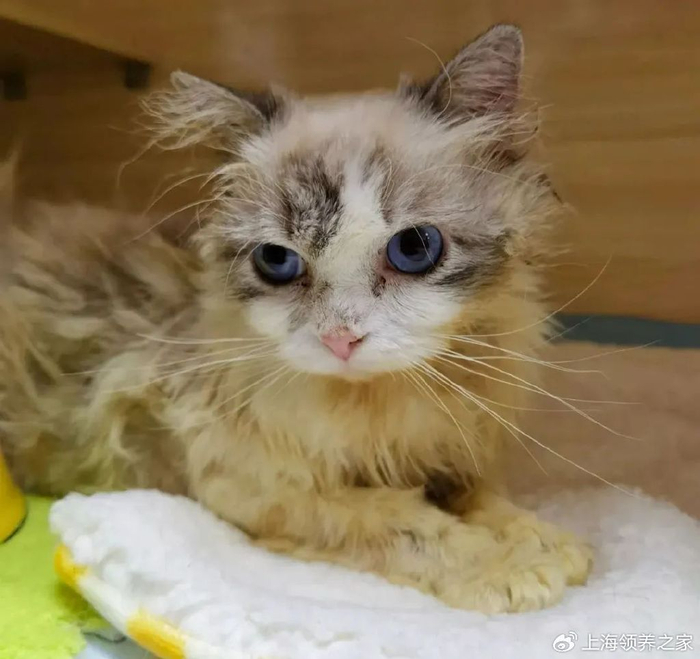 【1】你见过疯掉的布偶猫吗?