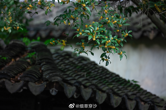 一年秋意浓，最是桂花香 拍摄自：苏州园林 留园 网师园