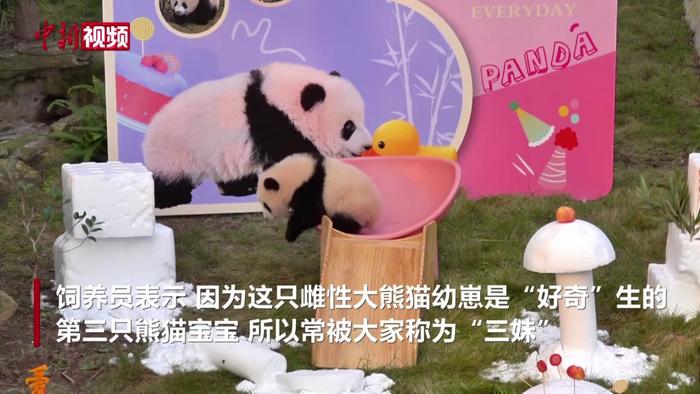 萌态十足！重庆动物园半岁大熊猫“三妹”与民众见面