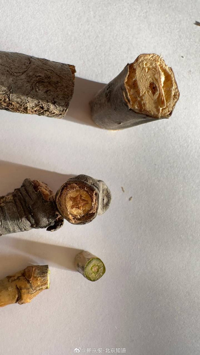 在北京的公园里捡到“星星杨”,为何树枝里有“星星”?|北京市|杨树|枝条|栽培|品种_新浪新闻