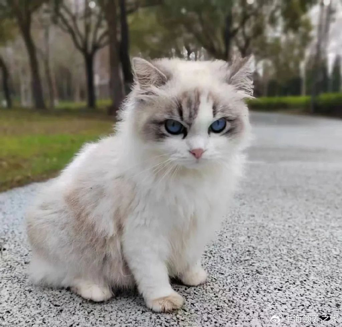 【1】你见过疯掉的布偶猫吗?