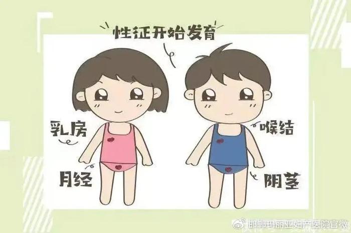 女孩发育过程早熟图片