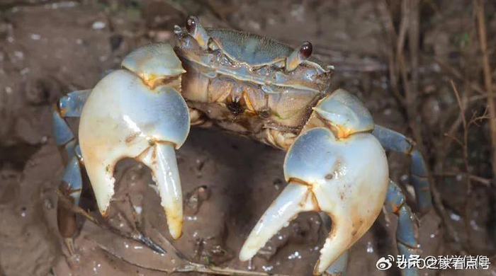 这种小螃蟹能吃吗?