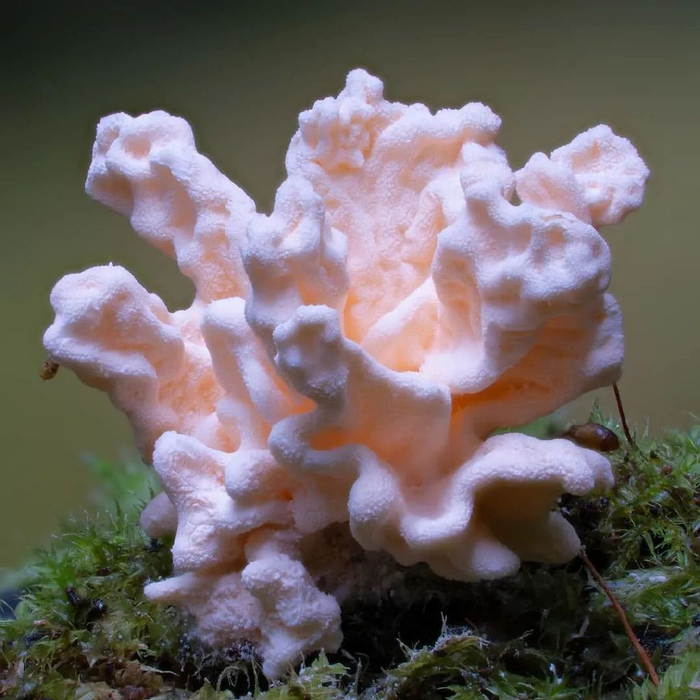 这些罕见的蘑菇还没吃进嘴里就让人开始眩晕了