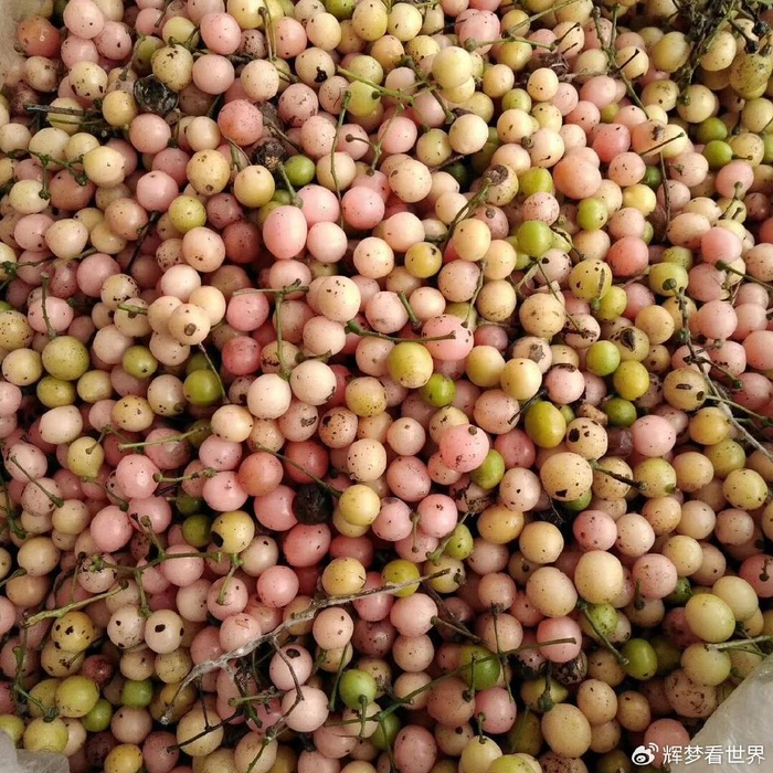 湖北天成地盛农业科技有限公司丨金果榄的种植及管理