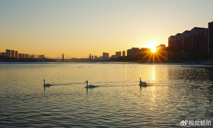 白天鹅活跃在辽宁省朝阳市城市中心区域,成为数九寒冬里的一道美景
